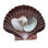 Brown Pectin Shell Collage Magnet