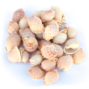 Small Bonnet Shell - Bulk Craft Shells - California Seashell Co