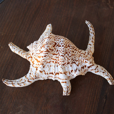 scorpion-chiragra-b-