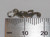 Seahorse Tiny sterling silver charm .925 Sea Horse Seahorses charms side view