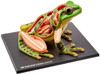  4D Vision Model Frog