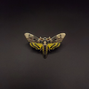 Deaths Head Hawkmoth Educational Insect Pin