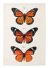  Vintage Monarch Tea Towel