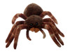 Wild Onez Tarantula Plush