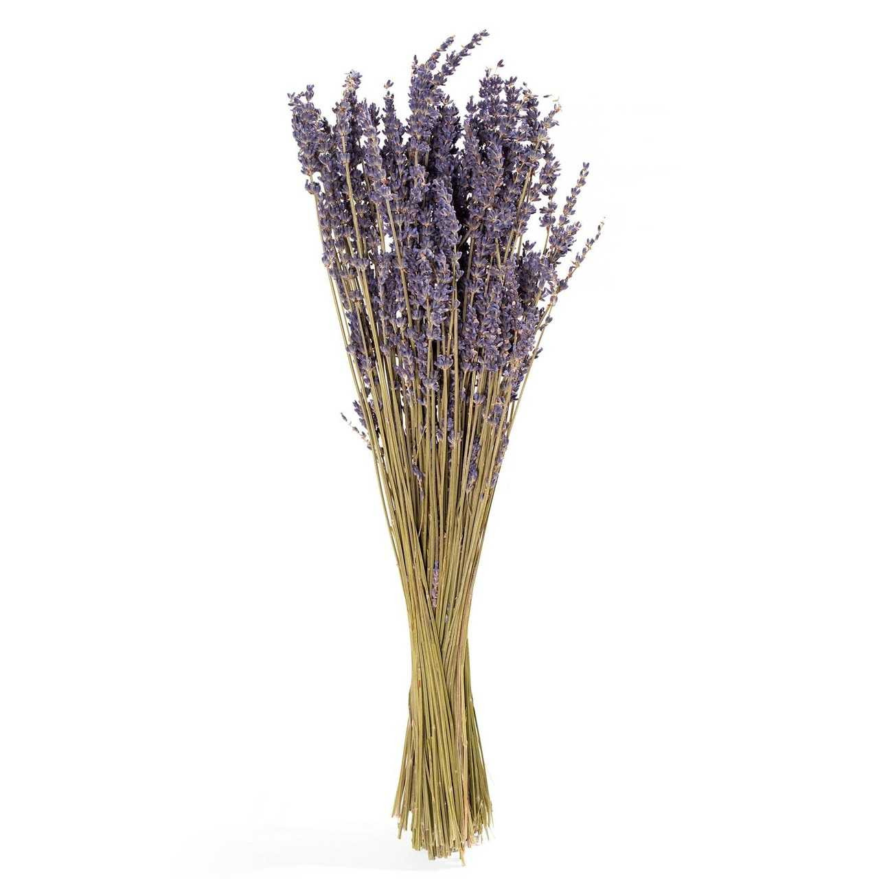 franca lavender blush