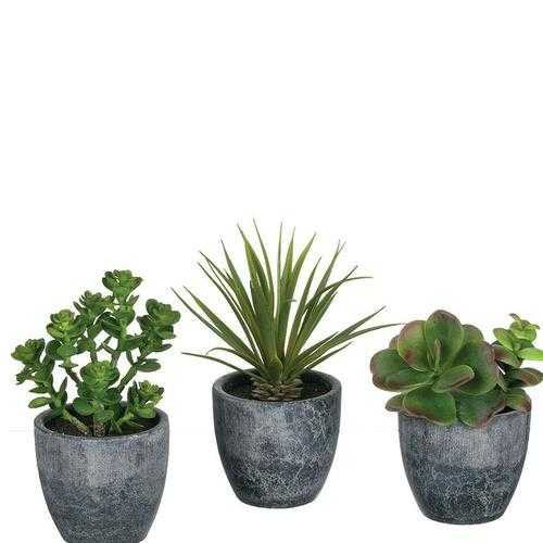 Potted Succulent