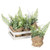 Sullivan's Mixed Greens in Pots Sullivan's Mixed Greens in Pots