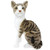 Amy The American Shorthair Cat Stuffed Animal
