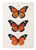 Vintage Monarch Tea Towel Vintage Monarch Tea Towel