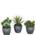Sullivan's Succulent in Gray Pot Sullivan's Succulent in Gray Pot