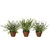Sullivan's Foliage Potted Plant Sullivan's Foliage Potted Plant