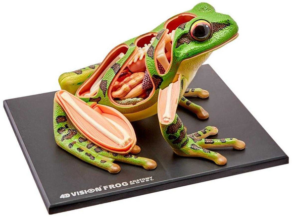  4D Vision Model Frog