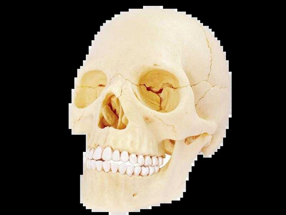  4D Exploded Skull Model