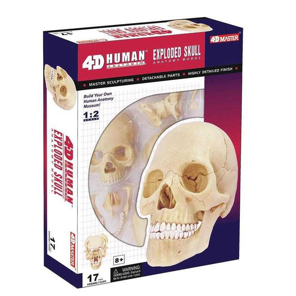  4D Exploded Skull Model