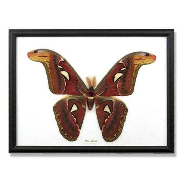  Giant Moth Specimen