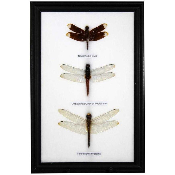 Three Piece Dragonfly Specimens Framed