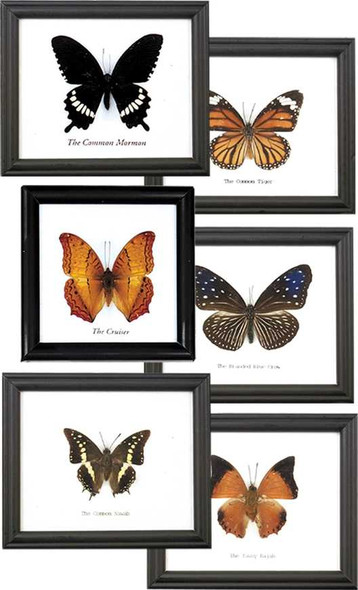 Butterfly Specimen Framed