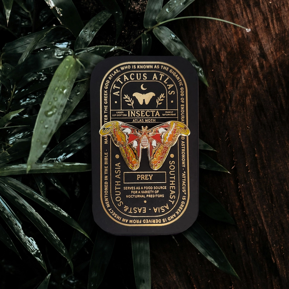 Atlas Moth Educational Insect Pin
