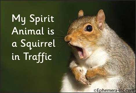  Squirrel In Traffic Magnet