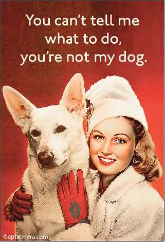 You're Not My Dog Magnet