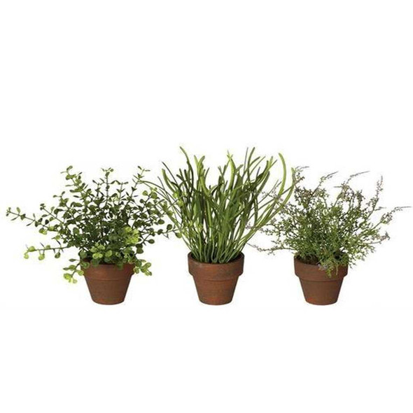 Sullivan's Foliage Potted Plant