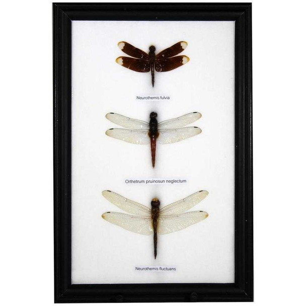 Three Piece Dragonfly Specimens Framed