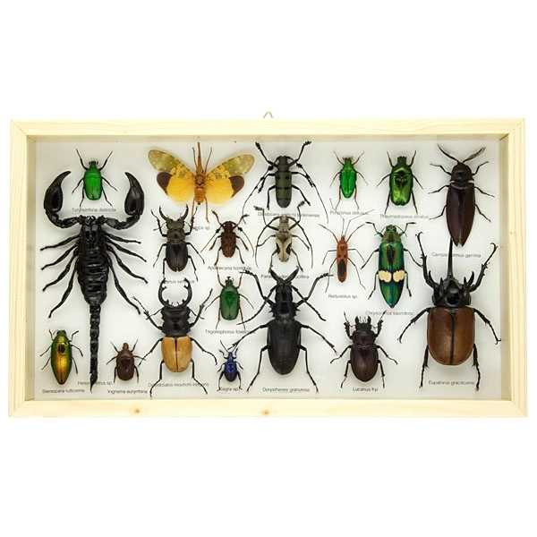  Beetles and Bugs Collection in Frame