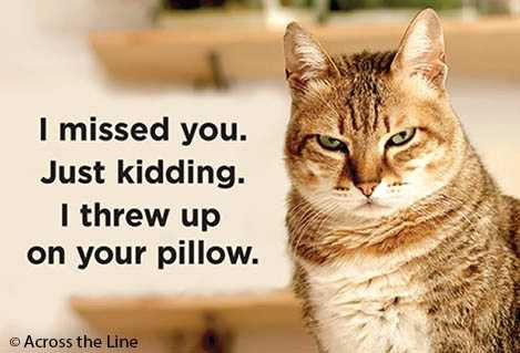  I Threw Up On Your Pillow Magnet