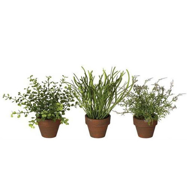 Sullivan's Foliage Potted Plant