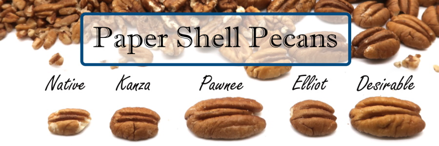 Click to purchase Whole Paper Shell Pecans in Shell