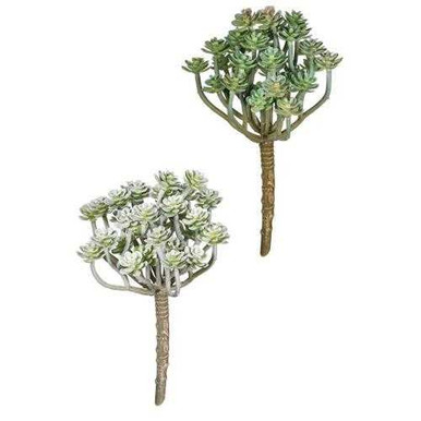 Tree like Succulent Cluster Pick