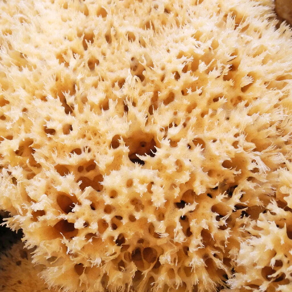 Microneedle Sponge Spicules