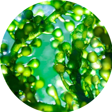 ingredient