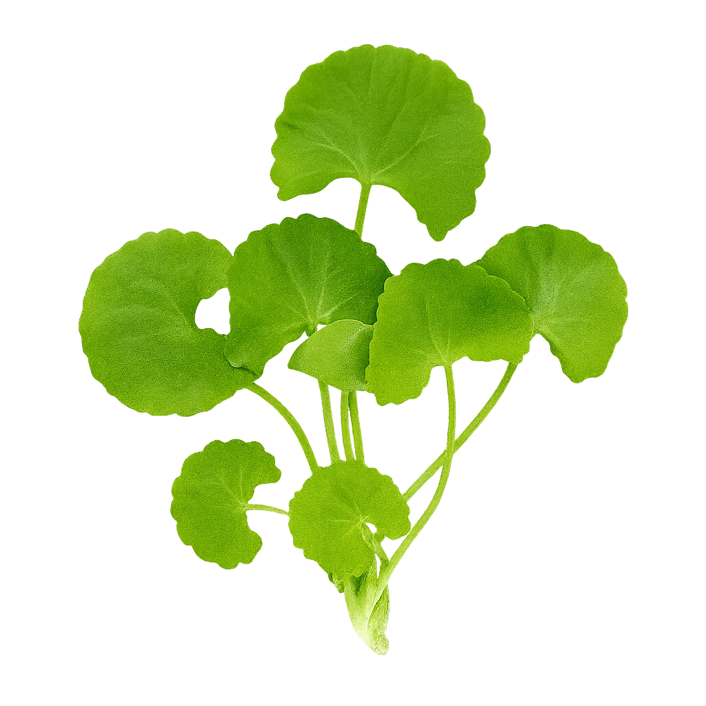 Centella Exosome Fraction