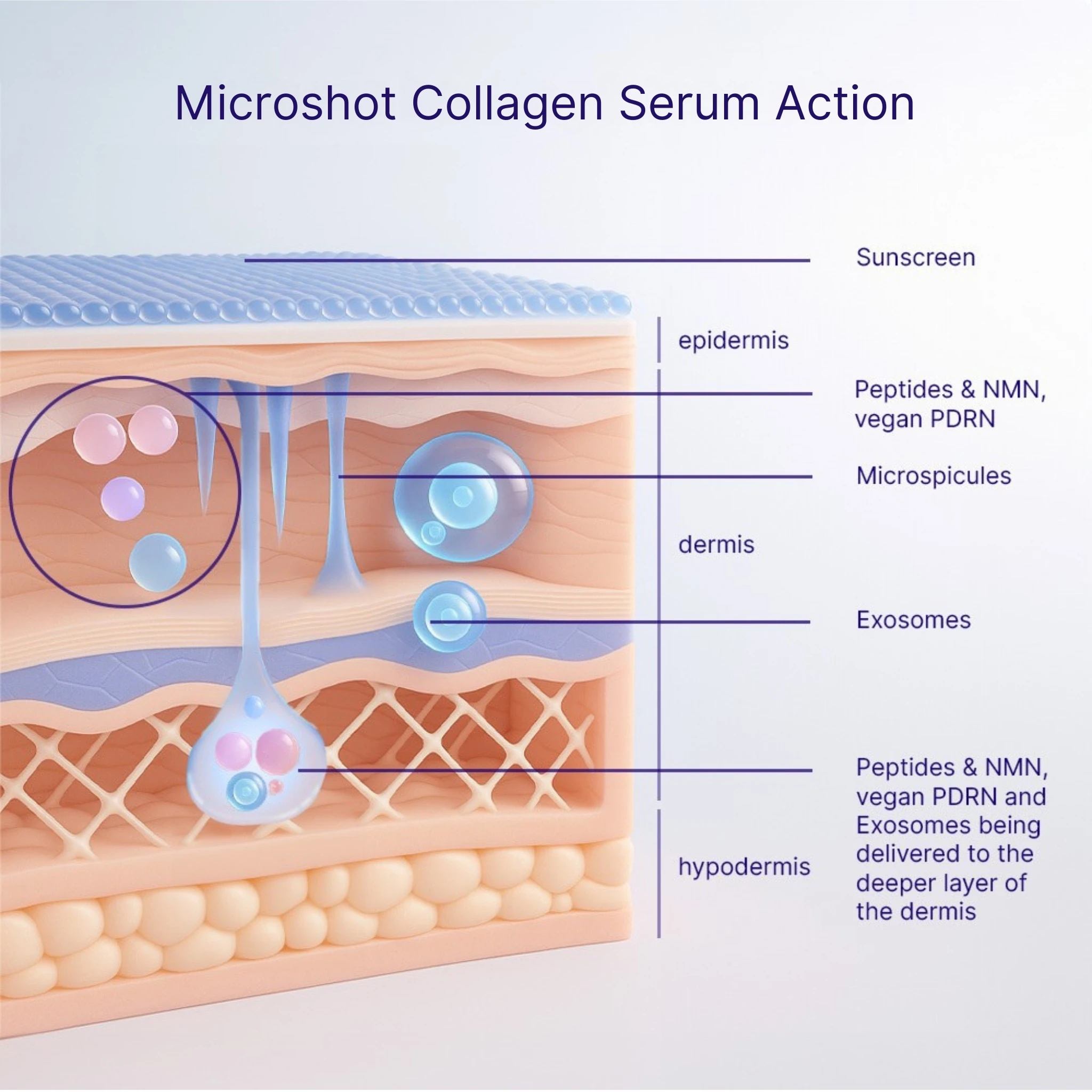 Microshot Collagen Serum skin penetration diagram