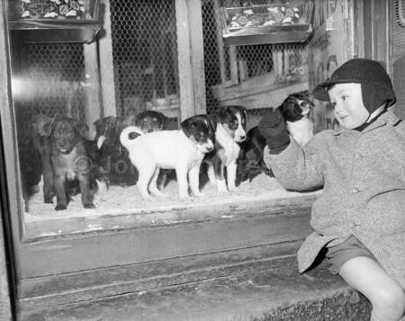 20006455-Dogs Seven week old puppies in pet shop window in Fleshmarket Close admired by little boy