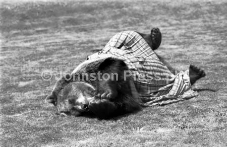 22643956-Hercules the bear models the 22ft long kilt which he was