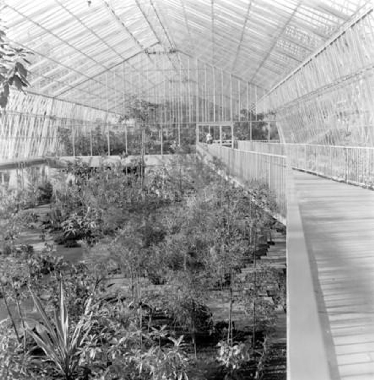 20035927 A View Of The Interior Of The Hot Houses Of The Royal Botanic Gardens In Edinburgh 