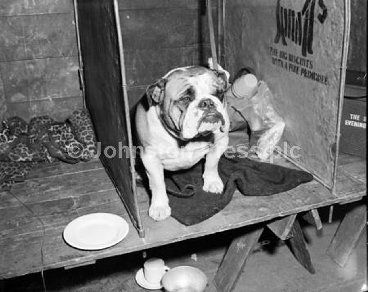 20921947-Society Kennel Club Dog Show in Waverley Market Edinburgh -  Champion Bulldog - National World | Newsprints