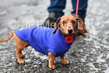 National Dachshund Day Wiener Dog DVD Free Shipping Over 20 HMV