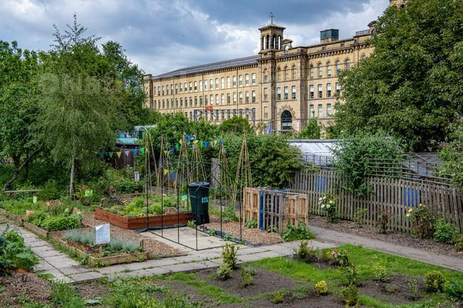39719769-Allotments in the shadow of Salts Mill in Saltaire, photographed  by Tony Johnson for The Yorkshire 26th May 2023