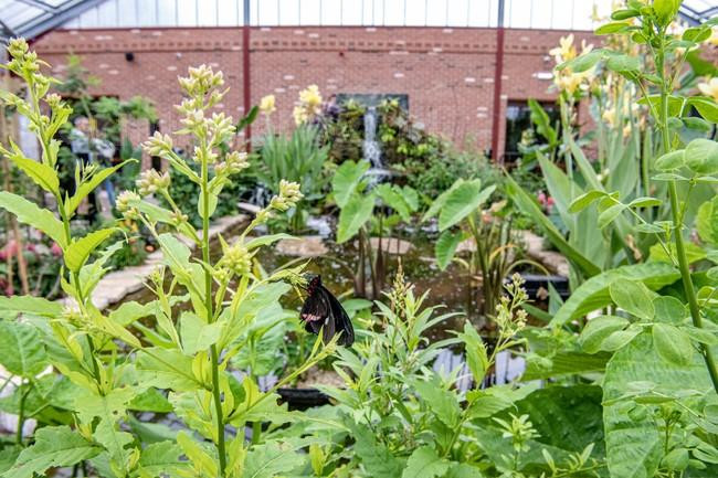 39724353The Tropical Butterfly House at North Anston near Sheffield
