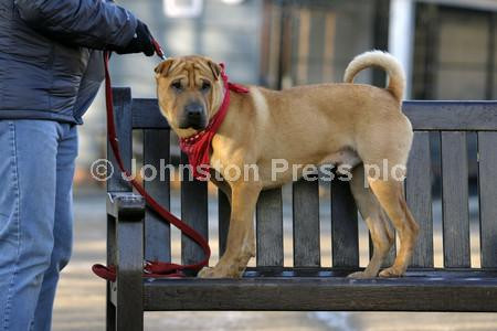 Glasgow Dogs To Be Rehomed Near Me Kent Rehoming Centres Dogs To