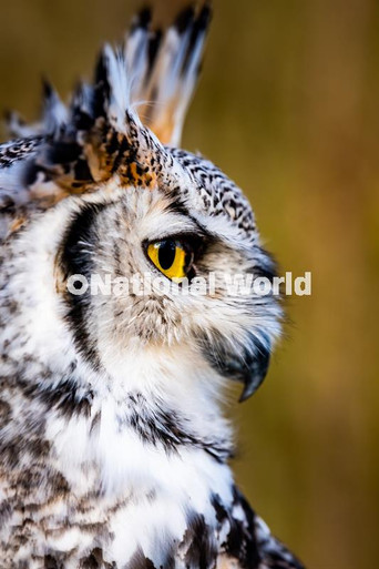 39910124-Staff at the National Centre for Birds of Prey (NCBP) Duncombe
