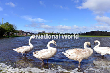 39953548-swans-take-residents-in-a-waterlogged-field-off-new-road