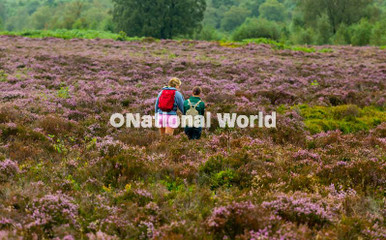 40024415-The rich Purple of the flowering Heather on North and South ...