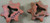 70323942 AGCO Allis-Chalmers 7 Tooth Sprocket