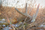 Shed Hunting 101: A Guide to Finding Deer Antler Sheds