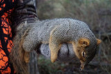 Tips and Gear for Hunting Pennsylvania Squirrels