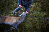 Field Dressing Basics: What Every Hunter Should Know